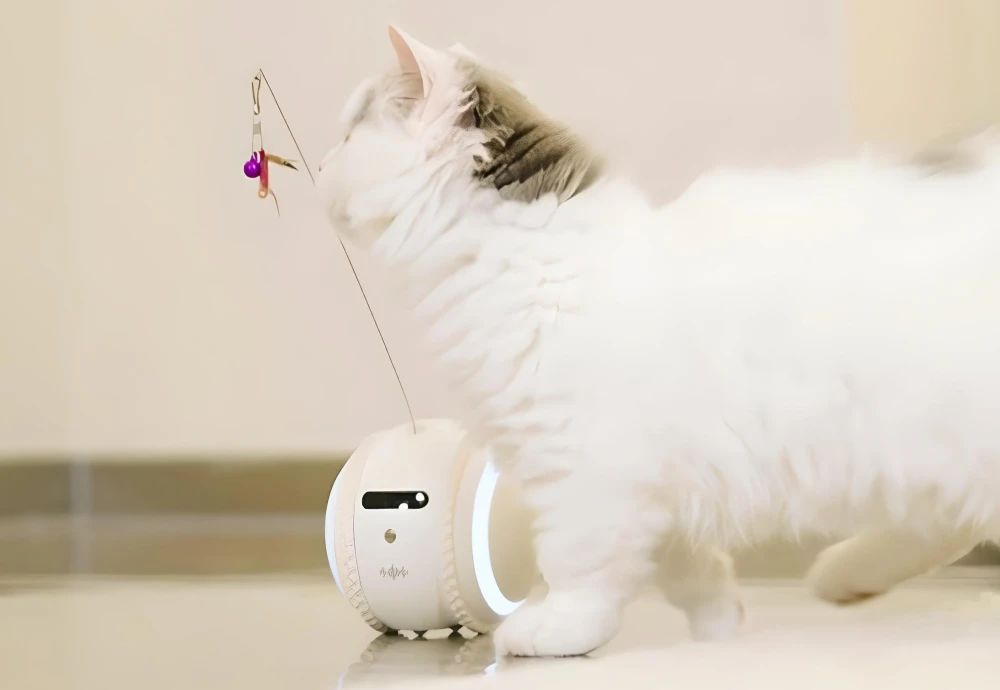 cameras to watch pets