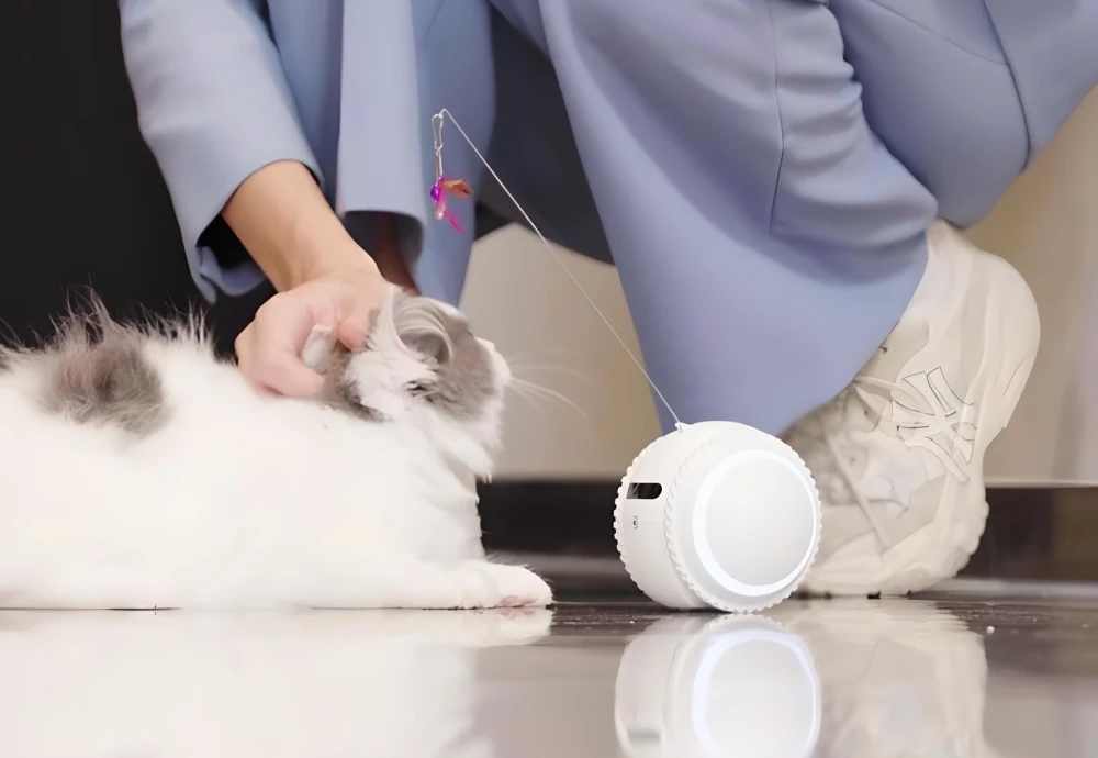cameras to watch pets